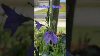 Ballon flower(Platycodon grandiflorus) - perennial plant zone 8a/7b #zone7b #flowergardening