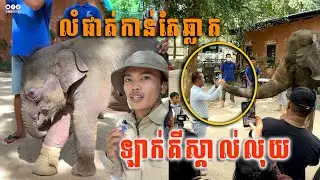 លំផាត់ជាដំរីដែលឆ្លាតហើយមានប្រវត្តិកំសត់ដូចគ្នា #cambodia #លំផាត់
