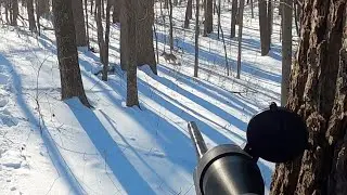 КОЙОТ НАПАДАЕТ НА ПРОФЕССИОНАЛА FOX: Savage 17 HMR ЛАЕТ: Oneida Eagle Phoenix посылает идеальную ...