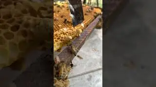 Replacing Queen Cell in a New Hive 🐝 | Beekeeping Short