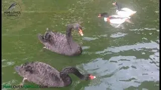 Ducks and Swans Swimming in the Pond - Cute ducks and swans
