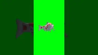 Fish green screen | Green screen real fish #chromakey