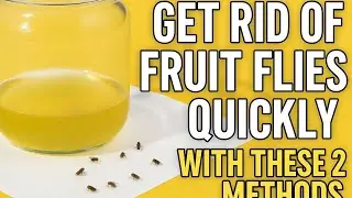 How to Get Rid of Fruit Flies FAST 🪰 | 2 Easy Home Hacks