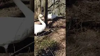 Swan lake