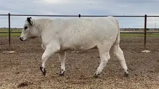 Lot 43 - Black Diamond J154 Quinsy Q708