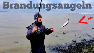 Dorsch, Plattfisch ubd Wiitling | Das geht in der Nordsee 🎣