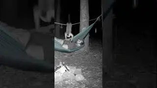 MACAQUINHO x COBRA - O video de 9 milh&otilde;es   MONKEY vs. SNAKE - The 9 million viewer video ⁨@skol