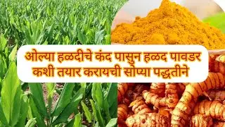 ओल्या हळदी पासून आज मी हळद कशी बनवली ते बघू |How To Make Turmeric Powder|#haldipawder