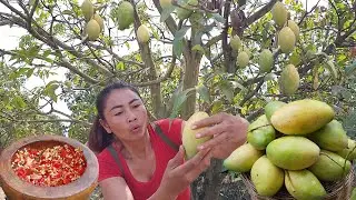 Mouth watering: Yellow mango with hot salt chili, Show eating delicious - Survival in forest