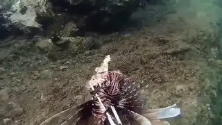 Spearing Invasive Lionfish