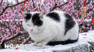12 часов расслабляющей музыки для кошек 🐈😻 Мелодии для спокойного сна с кошачьим ТВ 🐾