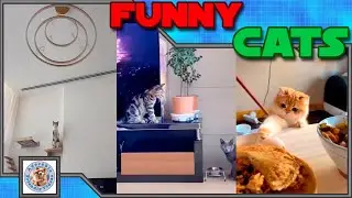 Laugh with this funny cat compilation! #061 Comment your favorite! Subscribe for more videos!