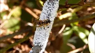 Wooly Alder Aphids: Strange Bugs
