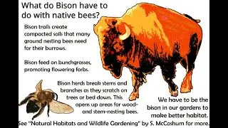 Gardening for Pollinators Like a Bison