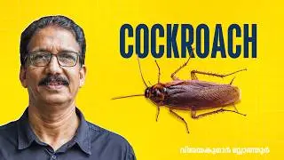 Cockroaches: From Ancient Survivors to Modern-Day Pests  പാറ്റ / കൂറ പുരാണം #cockroachcontrol