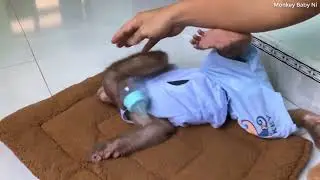 Baby monkey Ni is sleepy