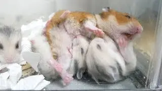 僕達はこんなにお大きいんだ！二匹なら母を巴投げーー！
