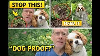 Dog Friendly Garden Design Ideas