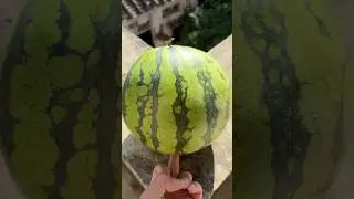 Will a watermelon explode if it rolls off a tall building?#shorts