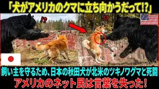 【海外の反応】「犬がアメリカのクマに立ち向かうだって!?」――飼い主を守るため、日本の秋田犬が北米のツキノワグマと死闘。アメリカのネット民は言葉を失った！#海外の反応  #海外の感動話  #秋田犬
