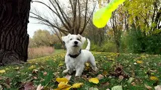 Cute Jack Russell Terrier Puppy Playing Through All Seasons | Autumn Winter Snow & Christmas Moments