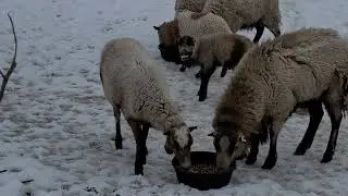 Lamb chokes on feed!