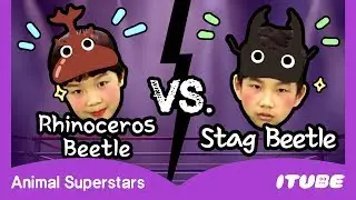 Rhinoceros Beetle vs. Stag Beetle | Animal Superstars | Animal Dance Song | Kids Songs