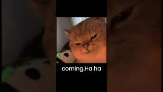 One Last Laugh #short #meme
