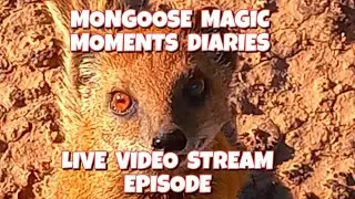27.1.2026 #MongooseMagicMomentsDiaries ● #GHAKHULU #CUCCIOLINA #CENERENTOLA #TSEBOKOLODI #MONGOOSES