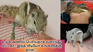 Has your squirrel got bigger? This video is for you||உங்க அணில் பெரியதாகி விட்டதா?