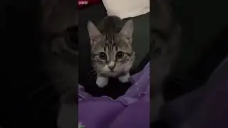 Funny Cats 2024 🥰 Cat videos Compilation 😻 # Part 4388