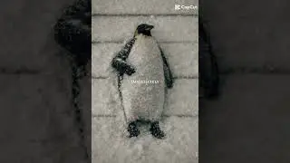 In ho whyyy?? #thepenguin #penguin #depressed #sad #reality #penguins #quotes #quotes #one  #reality