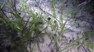 Sleeping fish