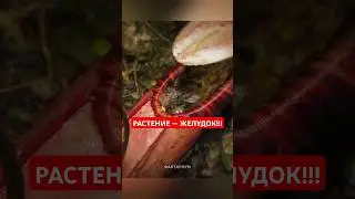 Растение - Желудок переваривает всё живое &mdash; Непентес! #Познавательное #НаучПоп #Факты