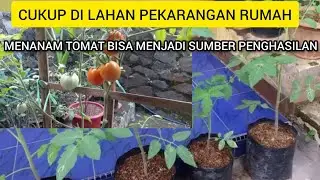 Penghasilan Rutin dari Menanam Tomat di Pekarangan
