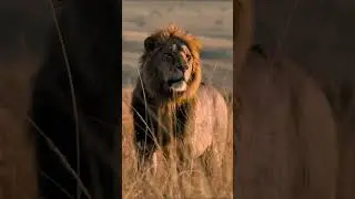 male lioness 🦁 #subscribe #wildlife #lion #animals #duet please subscribe it 🙏 thanks 👍