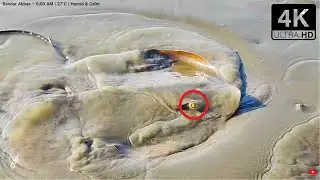Rare Sea Creatures in 4K! 🌟 Starfish Flips & Stingrays | Iran's Southern Coast