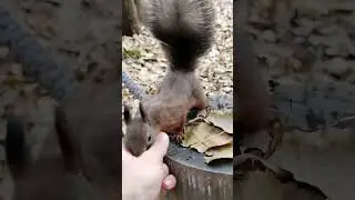 Белка на канате. Squirrel on a rope #squirrel #animals #nature #nut