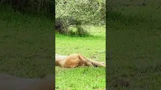 Napping lion in the field without fear #shorts