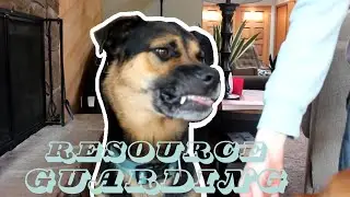 How to Fix Resource Guarding Food Around Other Dogs | Positive Dog Training Method