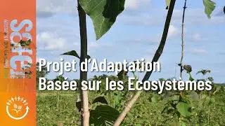 PROJET D'ADAPTATION BASEE SUR LES ECOSYSTEMES: EVALUATION A MI-PARCOURS #SafeOne