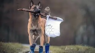 Adorable Images Of This Dog And His Owl Friends Are Just Too Pure For Words