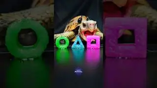 Squid Game ASMR Mukbang Eating Pink Cyan Green 🦑 Turtle Tortoise