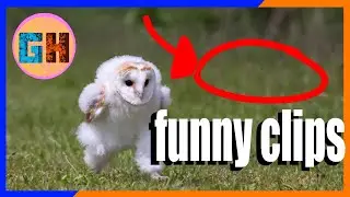 GH Wattersons Funny Clips | pt2