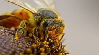 Bees and Social Insects: Highly Complex Chemical Communications