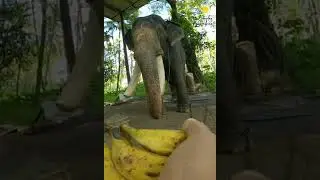 ആ കുരുത്തംകെട്ട ചെക്കൻ... 🙄😬 | Elephant Eating Food Comedy Video | Funny Animals | #shorts