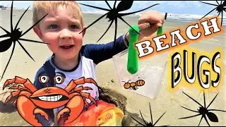 BEACH BUG HUNT for KIDS at the OCEAN!! Spider, CRAB, Water Bugs, BEETLES, Ants, ICE CREAM & MORE!!