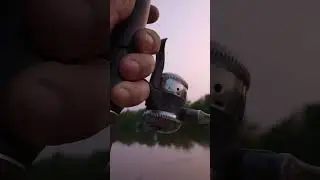 Bowfin on a Crappie Rig