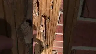 Carpenter Bee Damage