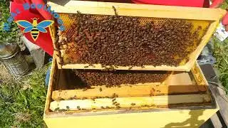 Κόβω παραφυάδα από μικρό μελίσσι και πάει σούπερ. Πως ένα μικρό 8αρι μελίσσι θα σου δώσει 3 νέα !!